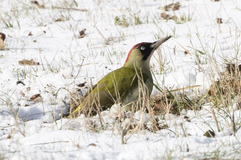 Groene spechten moeten eerst sneeuwschuiven voor ze kunnen eten