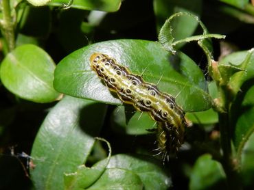 De rups van de buxusmot, waar buxusliefhebbers niet blij van worden