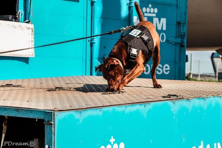 Een speurhond zoekt de geur van wilde dieren in dozen, pakketten, auto's en containers