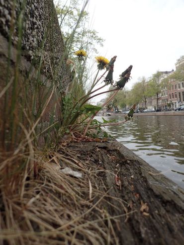 Een stadse paardenbloem groeit goed langs de Amsterdamse Nieuwe Herengracht