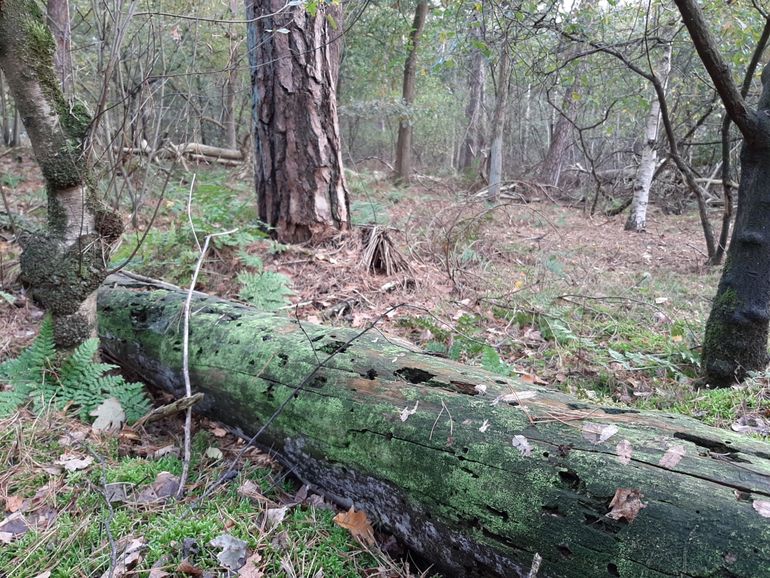 Meer dood hout in het bos draagt ook enorm bij aan de biodiversiteit. Daarom is het belangrijk om hier rekening mee te houden in het beheer