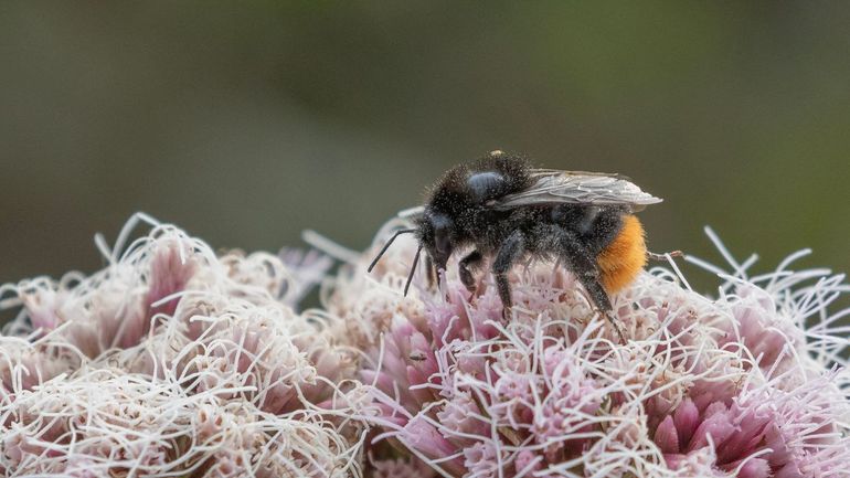 Vrouwtjes van de steenhommel zijn helemaal zwart behaard met een rode achterlijfpunt