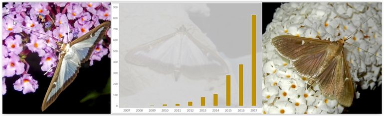 Aantal kilometerhokken in Nederland waar buxusmotten zijn gemeld vanaf 2007