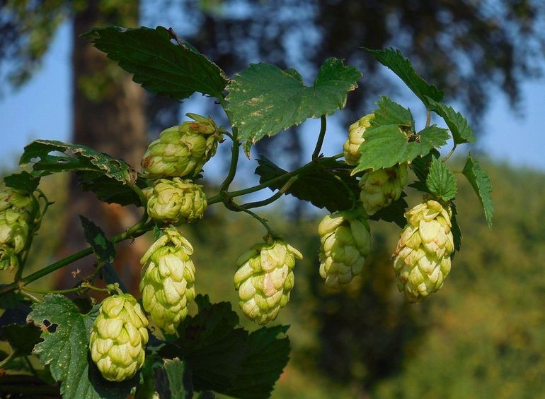 Hop is vooral bekend om zijn ‘bellen’ die je vaak op etiketten van bier ziet staan