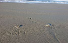 Ribkwallen op het strand