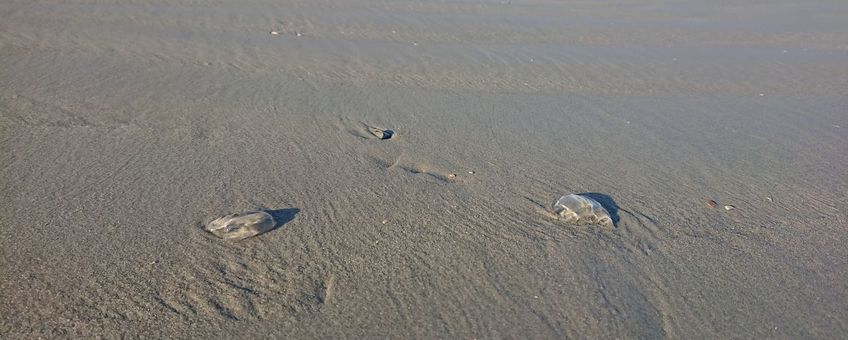 Ribkwallen op het strand