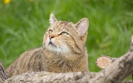 Jasja Dekker Dierecologie Wilde kat