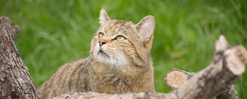 artillerie stromen handel Nature Today | Een hoogbejaarde wilde kat op dodenweg in Zuid-Limburg