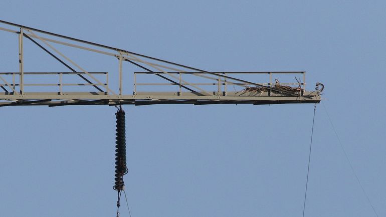 Hoogspanningsmasten bieden een hoge en stevige plek om te nestelen, zoals hier op 65 meter hoogte in de Biesbosch