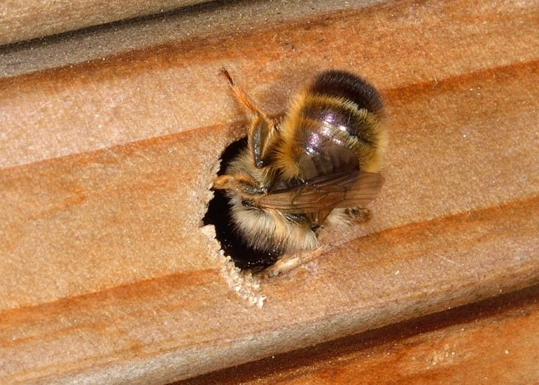 De rosse metselbij maakt nestkamers in holle ruimtes
