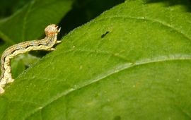 rups grote wintervlinder - primair