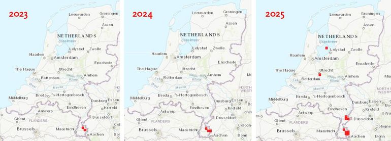De composietmaskerbij werd voor het eerst in Nederland gevonden in 2023. In 2025 bleek de soort al tot op de Marker Wadden voor te komen