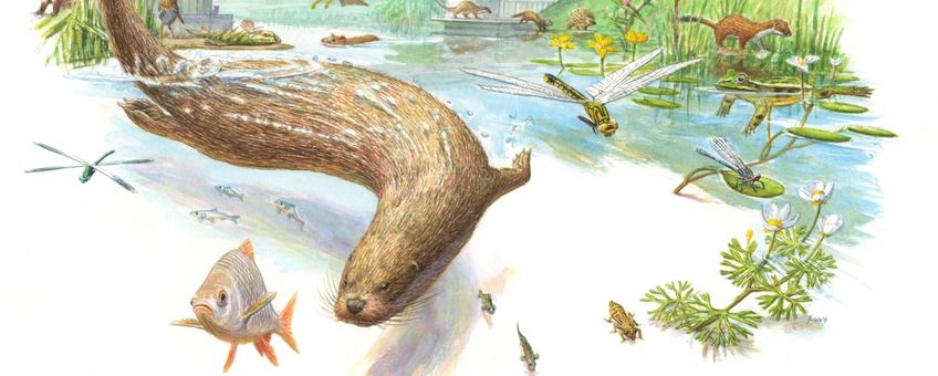 De otter is hét boegbeeld voor waterkwaliteit EENMALIG GEBRUIK