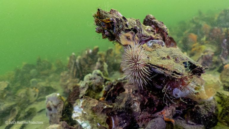 Robuuste en levenskrachtige schelpdierriffen zijn essentieel voor gezonde Noordzeenatuur