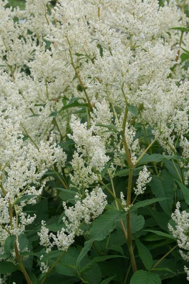 Finse duizendknoop onderscheidt zich door de vroege bloeitijd (juni-augustus) en bloeiwijze met witte tot roomwitte bloemen en groene bloeiwijze-as. Ook ontbreken de grote bruine steunbladeren/tuitjes