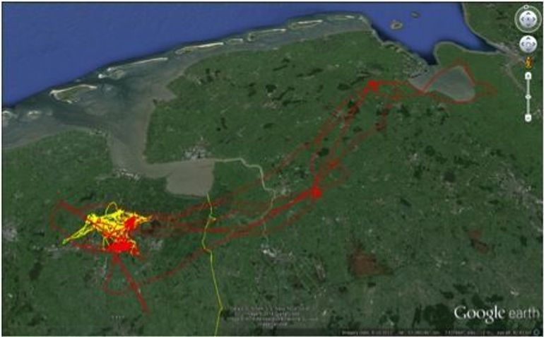 GPS-logger data van ‘Focko’ in de zomer van 2012 (broedvogel, geel), en ‘Simone’ in de zomer van 2013 (niet-broedvogel, rood). 
