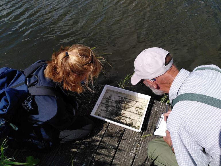 Sommige burgerwetenschappers werden gevalideerd door de onderzoekers, met als hoofddoel om het scoren van de waterdieren te controleren