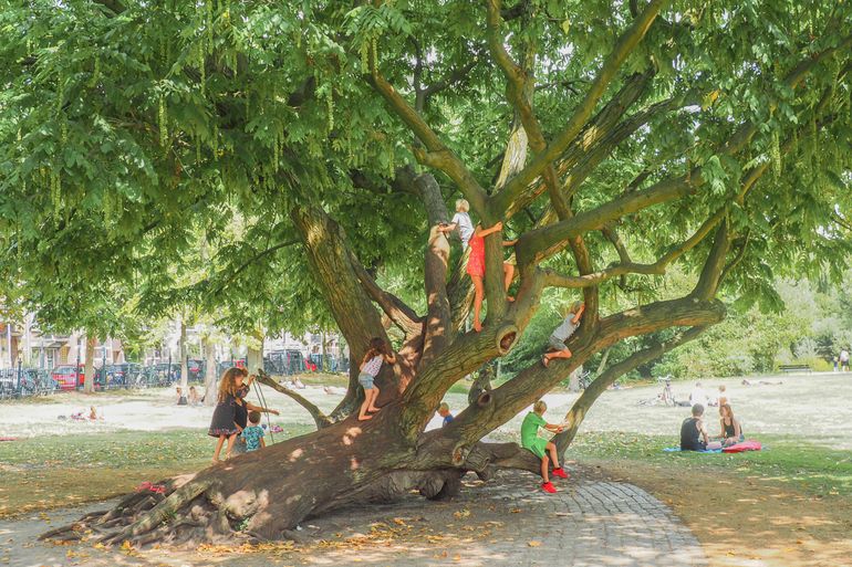 Spelende kinderen in een vleugelnoot, Sarphatipark Amsterdam