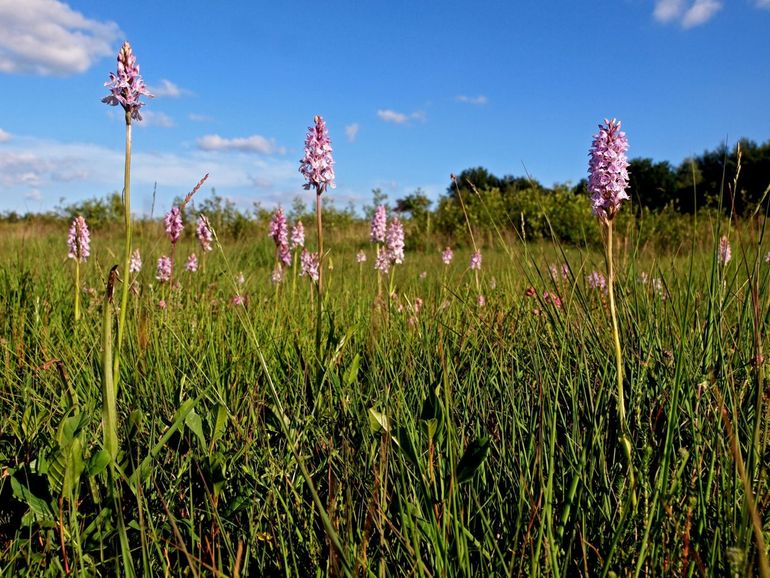 Heideorchis