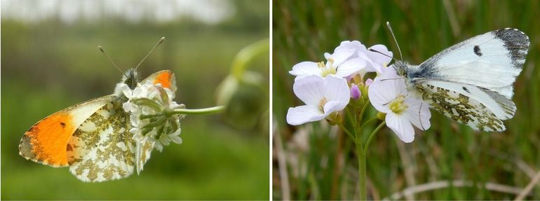 Oranjetipjes: mannetje (links) en vrouwtje (rechts)