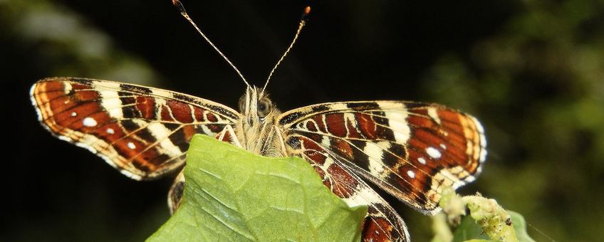 landkaartje voorzijde - primair