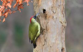 Groene specht