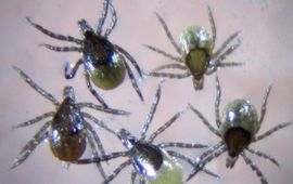 Silvia Hellingman Geparasiteerde nimfen