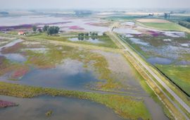 Staatsbosbeheer Noordwaard met bloeiende kattenstaart