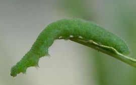 Henk Bosma, De Vlinderstichting Pieris rapae. Klein koolwitje, rups