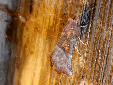 Ook het roesje, een nachtvlinder, overwintert wel binnenshuis