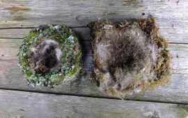 nest vink (l) en pimpelmees