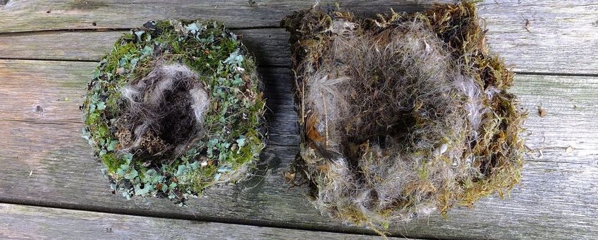 nest vink (l) en pimpelmees