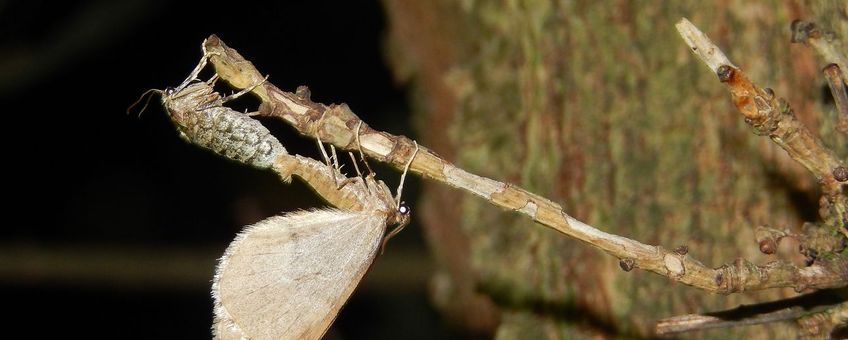 Kleine winterjuffer parend - primair