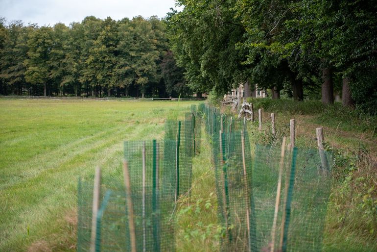 De nieuwe bosaanplant op Landgoed Alerdinck
