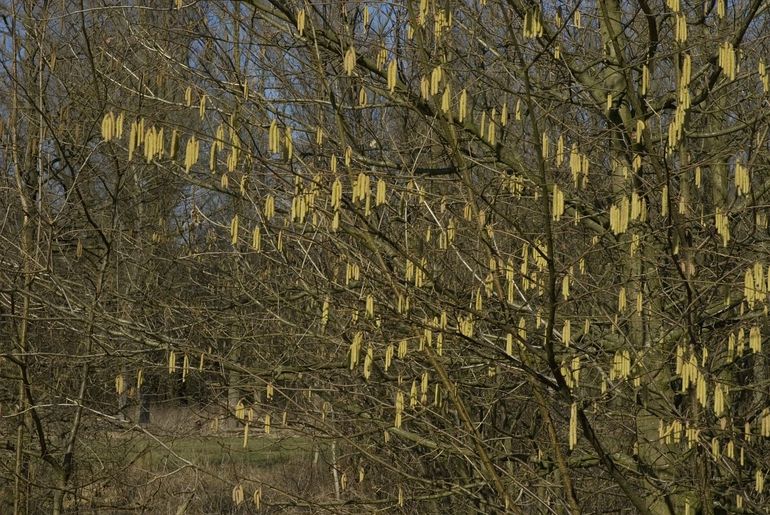 De katjes van de hazelaar lichten op in de grijze winterdagen