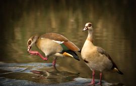 Pixabay.com Egyptian goose, invasive