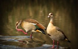 Egyptian goose, invasive