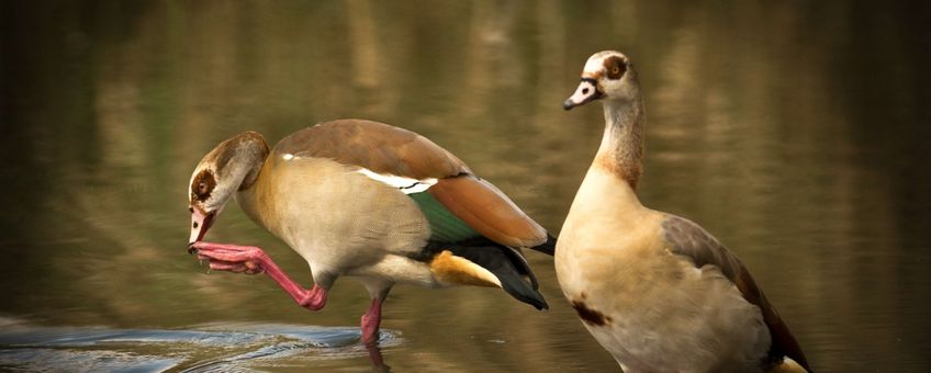 Egyptian goose, invasive