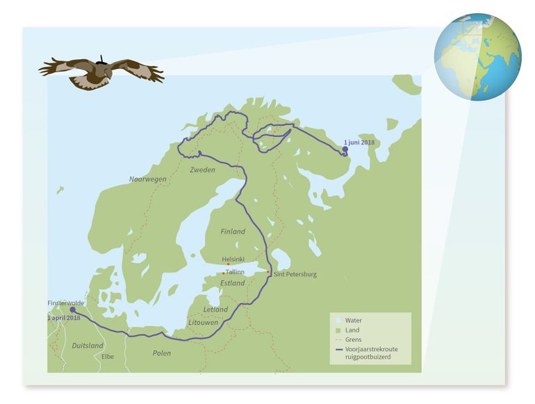 De voorjaarstrekroute van de in Nederland gezenderde ruigpootbuizerd Enrika tussen 1 april en 1 juni 2018