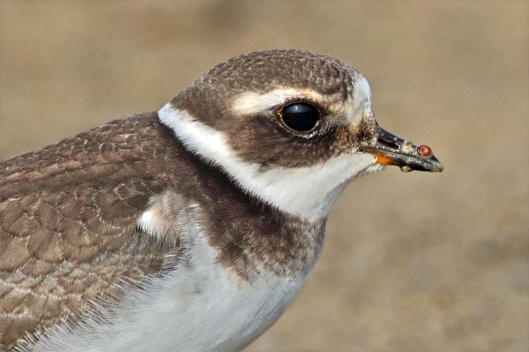 De vogels die broeden in het noordpoolgebied voelen als eersten de gevolgen van klimaatverandering