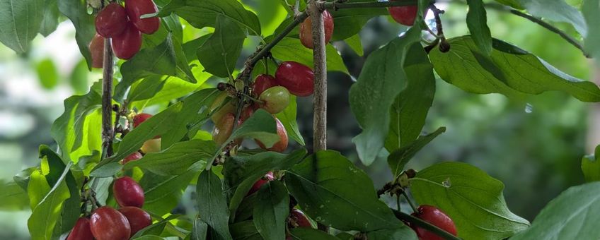 Gele kornoelje, Cornus mas, met vrucht in augustus. Leiderdorp.
