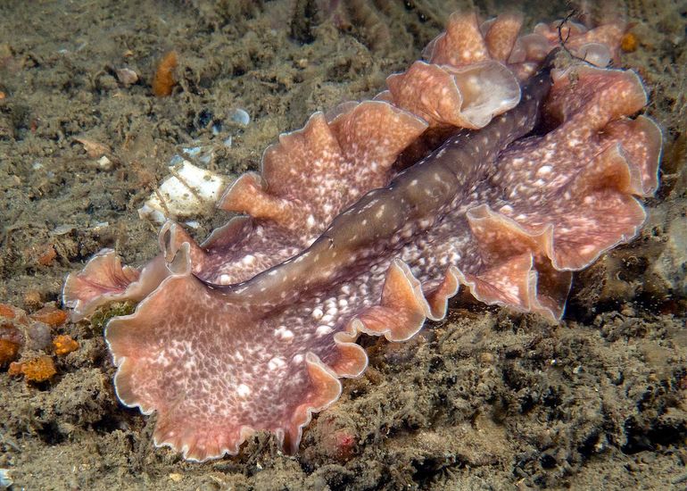 Nieuwe grote platworm. Vleeskleurig en paarsbruin met lichte vlekken