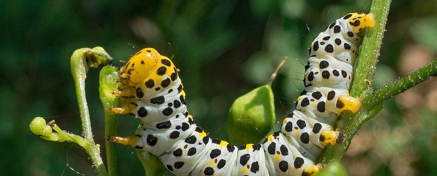 krom Zeeman Van streek Nature Today | Kuifvlinder en helmkruidvlinder: een lastig uit elkaar te  houden duo