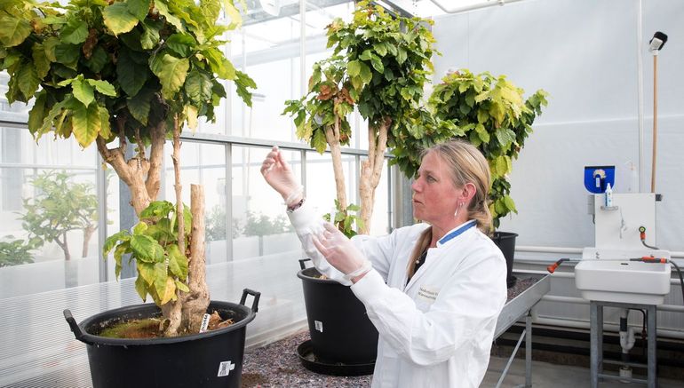 Een NVWA-medewerker controleert koffieplanten ge&iuml;nfecteerd met Xylella fastidiosa in het laboratorium in Wageningen