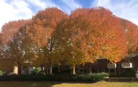 Essen met intense verkleuring in Ede op 12 oktober 2018