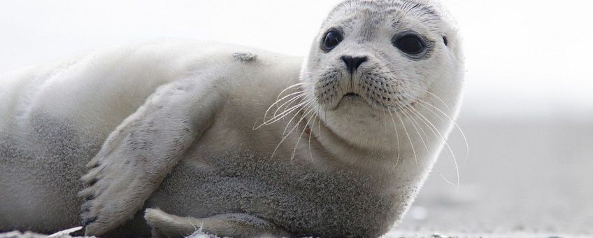 Phoca vitulina. Gewone zeehond, pup