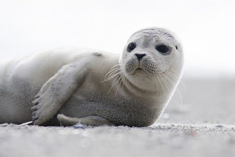 Pup van gewone zeehond