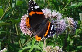 Vanessa atalanta. Atalanta