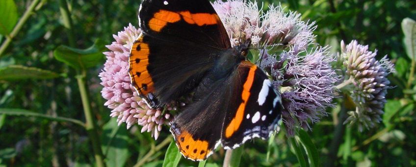 Vanessa atalanta. Atalanta