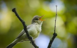 hedera.baltica / Flickr Spotvogel